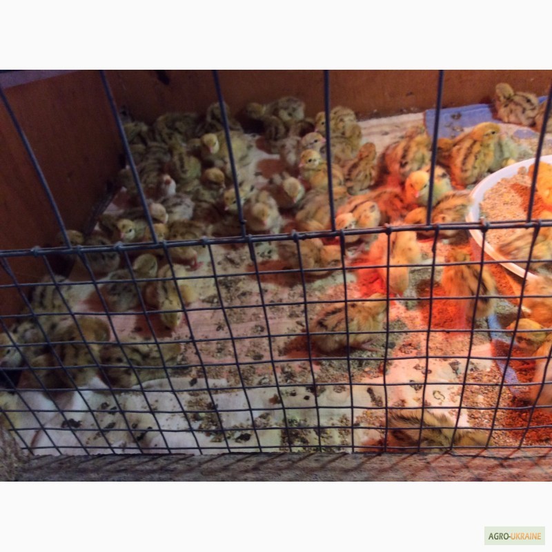 Фото 7. Перепелиные яйца пищевые, Инкубационные перепелиные яйца, перепелиные тушки, перепела