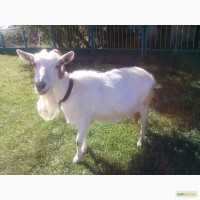Продается дойная коза с 5ти месячной козочкой