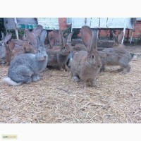 Кролики Фландри