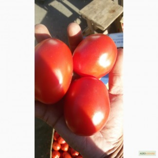Продаю помидор оптом 1015