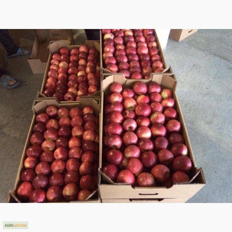 Фото 2. Продам яблоки урожая 2016 года