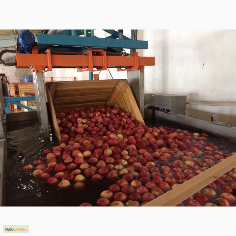 Фото 3. Продам яблоки урожая 2016 года