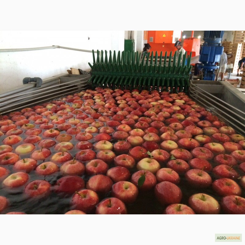 Фото 4. Продам яблоки урожая 2016 года