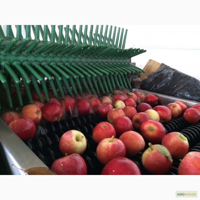 Фото 5. Продам яблоки урожая 2016 года
