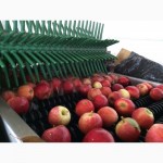 Продам яблоки урожая 2016 года