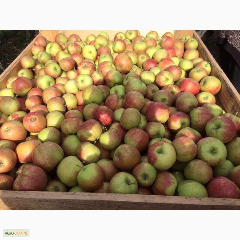 Фото 6. Продам яблоки урожая 2016 года