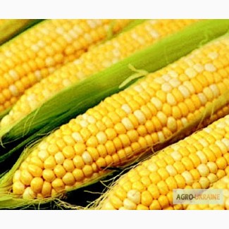 Продам, Купить семена кукурузы Лювена 900 грн