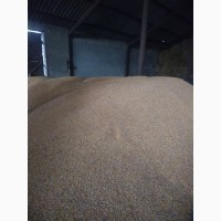 Продам зерно кукурудзи 2 тони