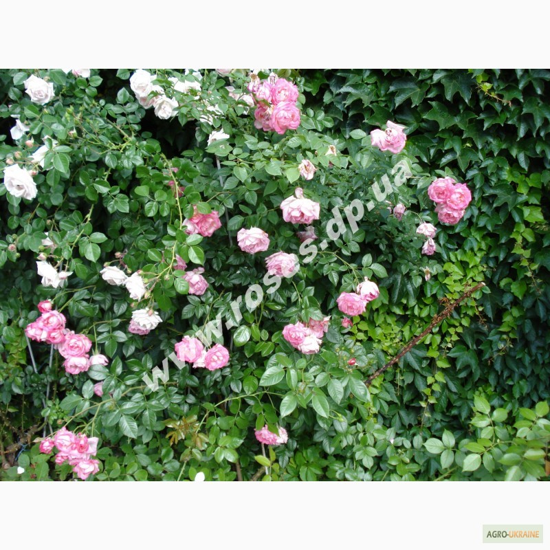 Фото 5. Плетистые розы