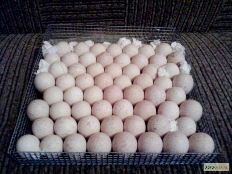 Яйцо инкубационное алтайский край купить. Инкубационное яйцо индейки Биг 6. Яйцо инкубационное индюшиное Биг 6. Инкубационное яйцо индюшат Биг-6. Инкубационное яйцо индюков Биг-6.