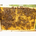 Бджоломатки Бакфаст 2018