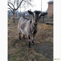 Продам козу и козочку породы Ламанча
