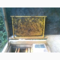 Пчелопакеты, бджолопакети с доставкою