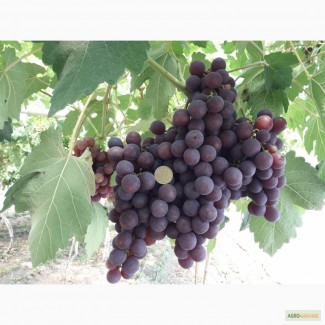 Виноград оптом