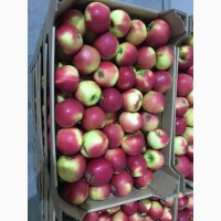 Яблука Продам 2017 р