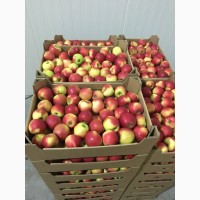 Яблука Продам 2017 р