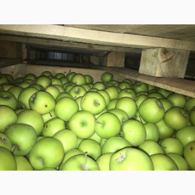 Фото 4. Яблука Продам 2017 р
