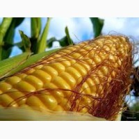 Предлагаем семена кукурузы ВН 6763