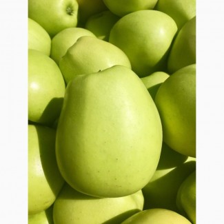 Продам яблука 1-го сорту із власного саду.Урожай 2017р