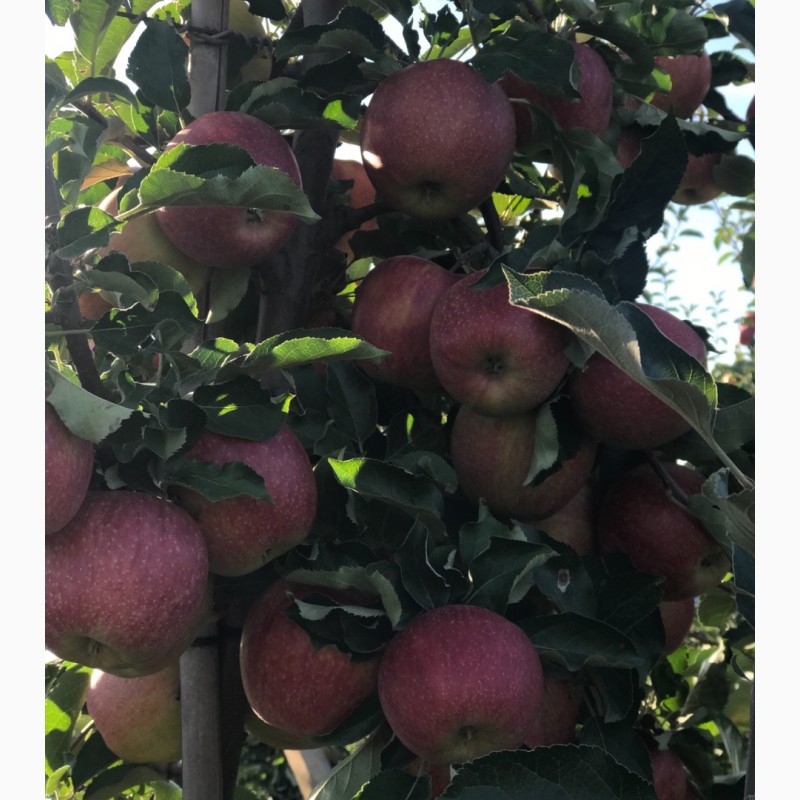 Фото 8. Продам яблука 1-го сорту із власного саду.Урожай 2017р