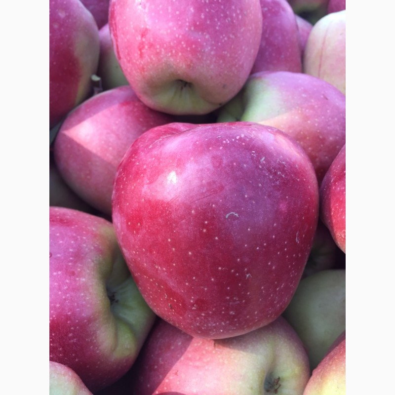 Фото 9. Продам яблука 1-го сорту із власного саду.Урожай 2017р