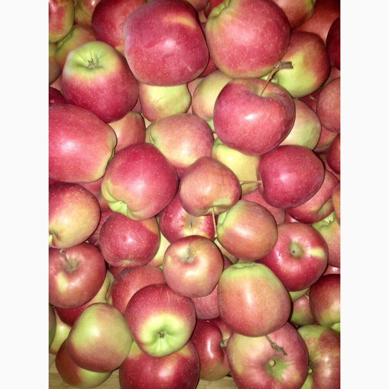 Фото 2. Продам яблука 1-го сорту із власного саду.Урожай 2017р