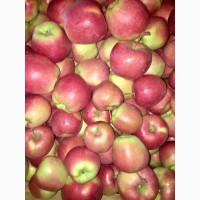 Продам яблука 1-го сорту із власного саду.Урожай 2017р