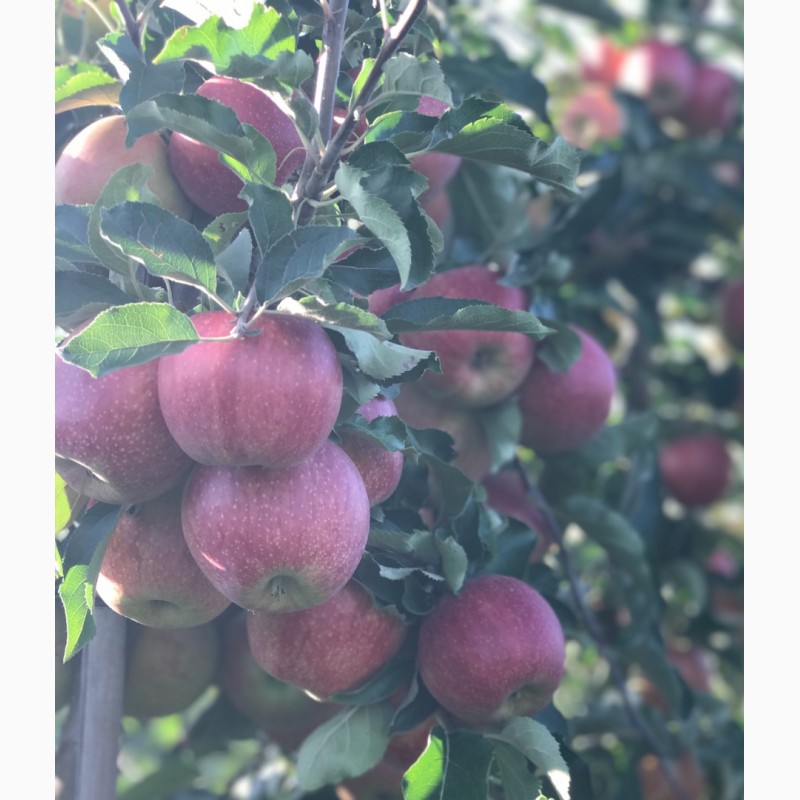 Фото 3. Продам яблука 1-го сорту із власного саду.Урожай 2017р