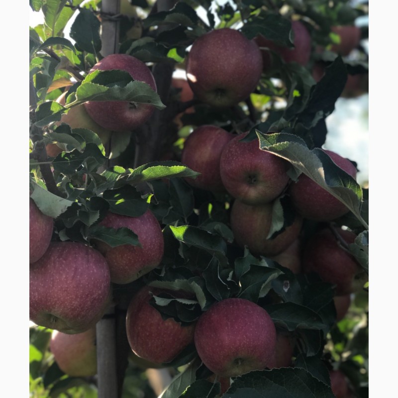 Фото 5. Продам яблука 1-го сорту із власного саду.Урожай 2017р