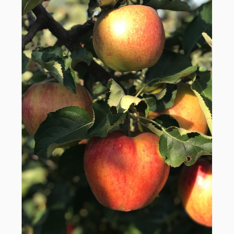 Фото 6. Продам яблука 1-го сорту із власного саду.Урожай 2017р