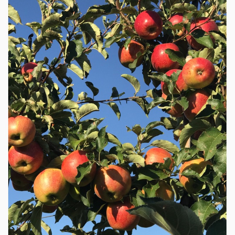 Фото 7. Продам яблука 1-го сорту із власного саду.Урожай 2017р