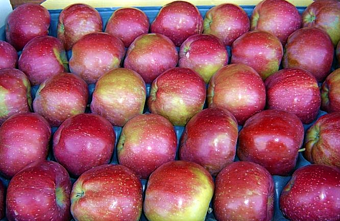 Фото 3. Продажа яблок из Польши