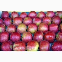 Продажа яблок из Польши