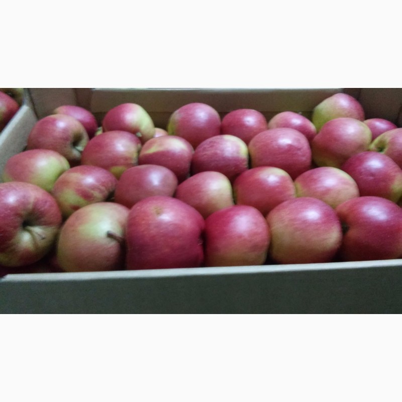 Фото 4. Продажа яблок из Польши