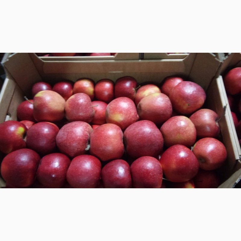 Фото 5. Продажа яблок из Польши