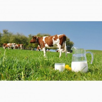 Куплю молоко коров#039;яче оптом. ДОРОГО