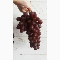 Продам виноград срочно цена снижена