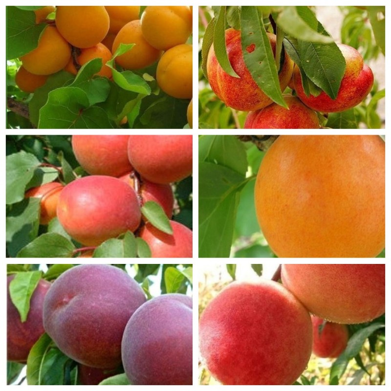 Фото 2. Саженцы крупноплодных сортов абрикоса, персика, нектарина опт и розница