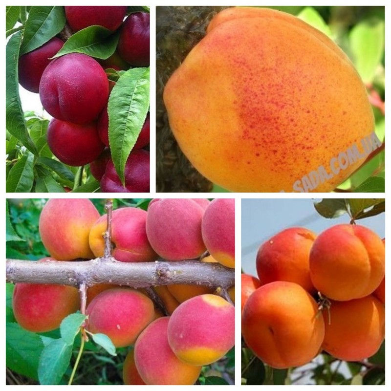Фото 3. Саженцы крупноплодных сортов абрикоса, персика, нектарина опт и розница