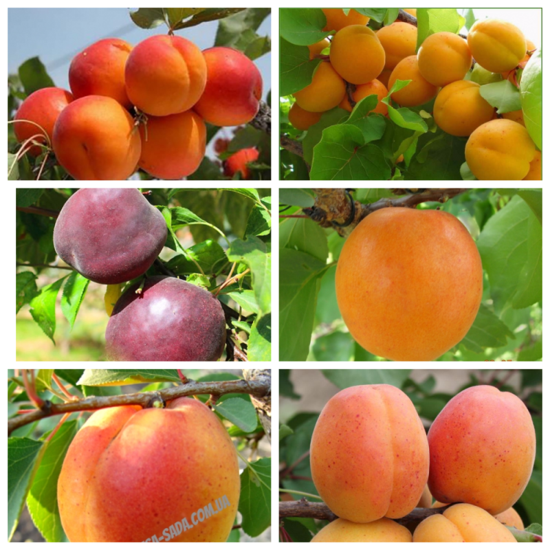 Фото 4. Саженцы крупноплодных сортов абрикоса, персика, нектарина опт и розница