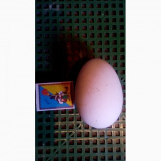 Продам яйця інкубаційні гусині
