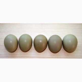 Продам яйца фазана