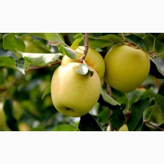 Продам яблоки урожая 2018 года, сорта Чемпион, Старкримсон, Голден с сада