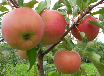Фото 2. Продам яблоки урожая 2018 года, сорта Чемпион, Старкримсон, Голден с сада