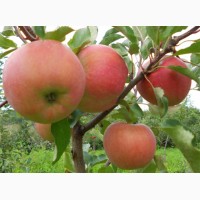 Продам яблоки урожая 2018 года, сорта Чемпион, Старкримсон, Голден с сада