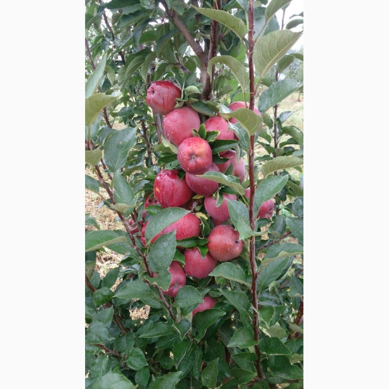 Фото 3. Продам яблоки урожая 2018 года, сорта Чемпион, Старкримсон, Голден с сада
