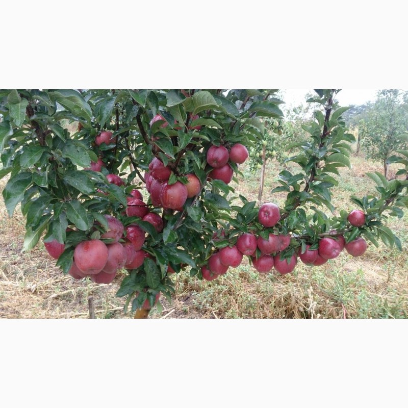Фото 4. Продам яблоки урожая 2018 года, сорта Чемпион, Старкримсон, Голден с сада