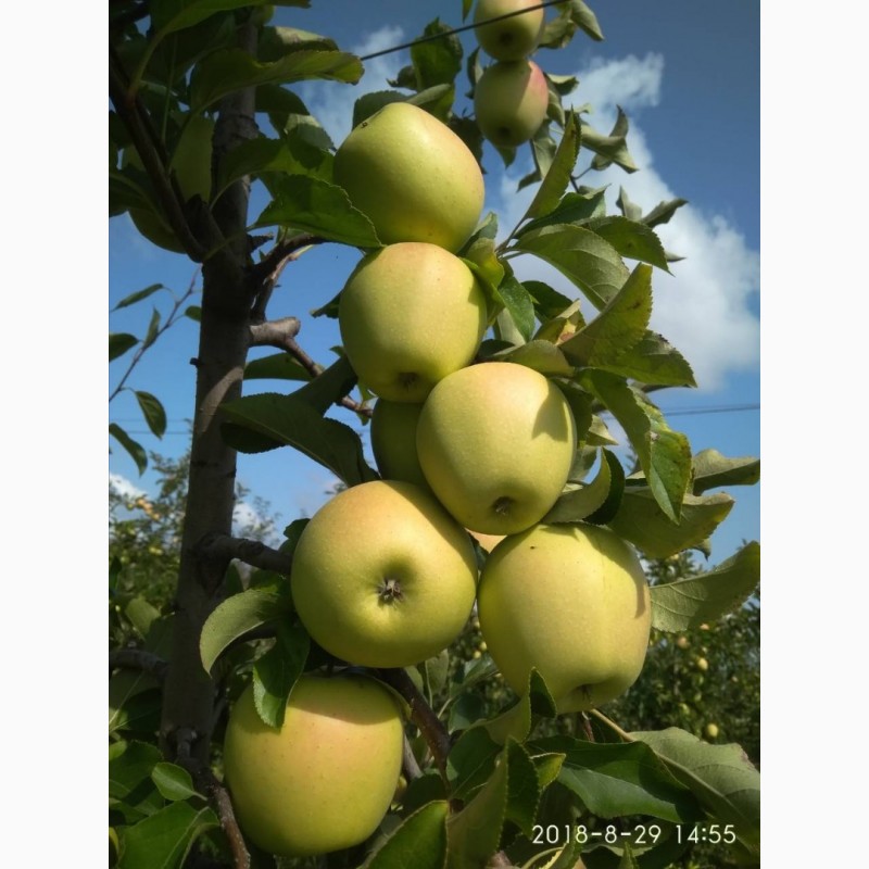 Фото 5. Продам яблоки урожая 2018 года, сорта Чемпион, Старкримсон, Голден с сада