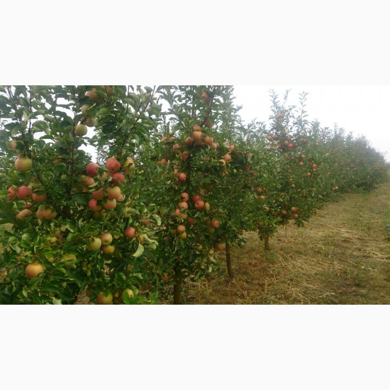 Фото 6. Продам яблоки урожая 2018 года, сорта Чемпион, Старкримсон, Голден с сада