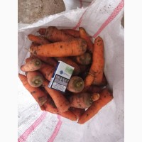 Продам морковь сорта Боливар